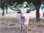 Texas Lonhorn cow
