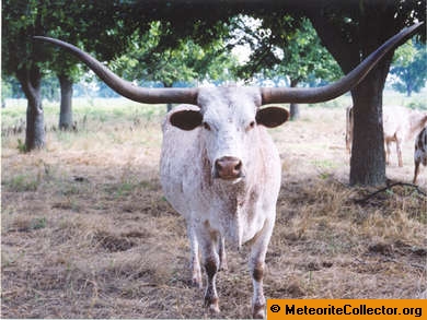 Texas Lonhorn cow