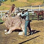 Texas sized Rabbit
