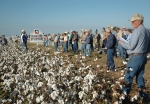 Runnels County, Texas - cotton field